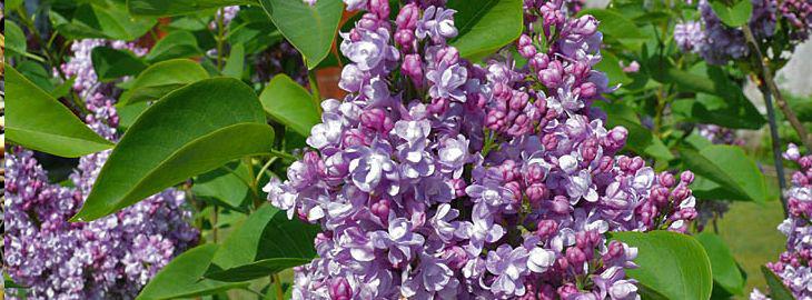 planter un lilas en pot